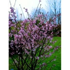 Japansk Bjergkirsebær Prunus Nipponica 'Brillant' Opstammet 50 Cm. 7,5 Liter Potte -Osmo Salgsbutik fi13567 prunus nipponica hachimantai e6cd