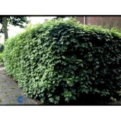 Naur Acer Campestre Solitær Busk 150-200 Cm. Høj,- 60-100 Cm. Bred. 20 Naur Acer Campestre Solitær Busk 150-200 Cm. Høj,- 60-100 Cm. Bred. -Osmo Salgsbutik fi13628 acer campestre 10fa