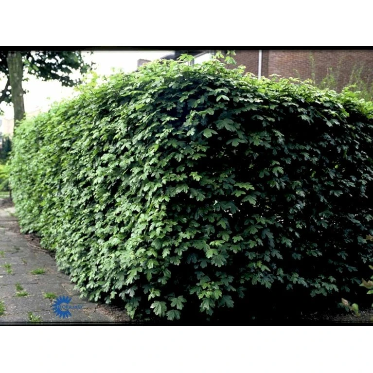 Naur Acer Campestre Solitær Busk 150-200 Cm. Høj,- 60-100 Cm. Bred. 11 Naur Acer Campestre Solitær Busk 150-200 Cm. Høj,- 60-100 Cm. Bred. - Billede 10