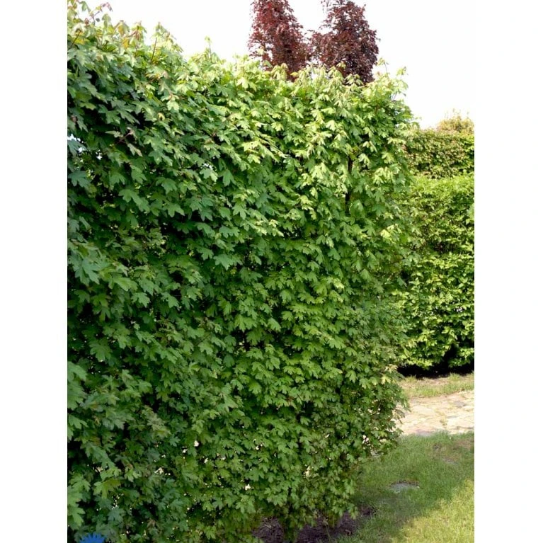 Naur Acer Campestre Solitær Busk 150-200 Cm. Høj,- 60-100 Cm. Bred. 10 Naur Acer Campestre Solitær Busk 150-200 Cm. Høj,- 60-100 Cm. Bred. - Billede 9