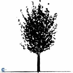 Naur Acer Campestre Solitær Busk 150-200 Cm. Høj,- 60-100 Cm. Bred. 16 Naur Acer Campestre Solitær Busk 150-200 Cm. Høj,- 60-100 Cm. Bred. -Osmo Salgsbutik fi13628 acer campestre 66aa