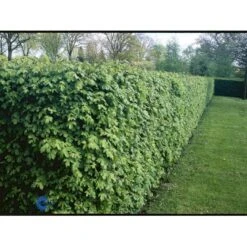 Naur Acer Campestre Solitær Busk 150-200 Cm. Høj,- 60-100 Cm. Bred. 17 Naur Acer Campestre Solitær Busk 150-200 Cm. Høj,- 60-100 Cm. Bred. -Osmo Salgsbutik fi13628 acer campestre 9fb6