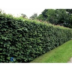 Naur Acer Campestre Solitær Busk 150-200 Cm. Høj,- 60-100 Cm. Bred. 18 Naur Acer Campestre Solitær Busk 150-200 Cm. Høj,- 60-100 Cm. Bred. -Osmo Salgsbutik fi13628 acer campestre c328