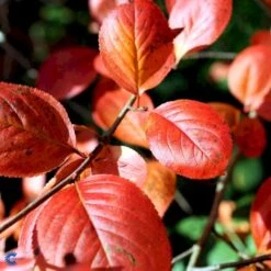 Storfrugtet Surbær Aronia Melanocarpa Solitær Busk 125-150 Cm., Med Klump -Osmo Salgsbutik fi13767 aronia melanocarpa 2ada