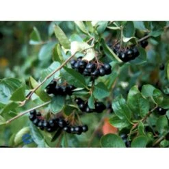 Storfrugtet Surbær Aronia Melanocarpa Solitær Busk 125-150 Cm., Med Klump -Osmo Salgsbutik fi13767 aronia melanocarpa 5598