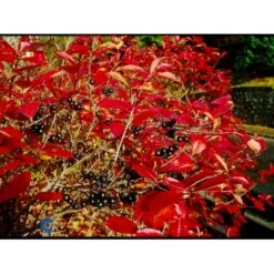 Storfrugtet Surbær Aronia Melanocarpa Solitær Busk 125-150 Cm., Med Klump -Osmo Salgsbutik fi13767 aronia melanocarpa 906f