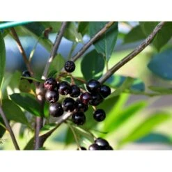 Storfrugtet Surbær 'Hugin' Aronia Melanocarpa 'Hugin' Potte 3,0 Liter,- Opbundet 14 Storfrugtet Surbær 'Hugin' Aronia Melanocarpa 'Hugin' Potte 3,0 Liter,- Opbundet -Osmo Salgsbutik fi13770 aronia melanocarpa hugin 42ef