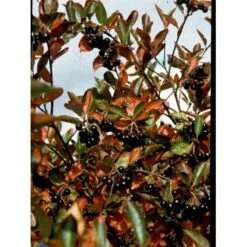 Storfrugtet Surbær 'Hugin' Aronia Melanocarpa 'Hugin' Potte 3,0 Liter,- Opbundet 15 Storfrugtet Surbær 'Hugin' Aronia Melanocarpa 'Hugin' Potte 3,0 Liter,- Opbundet -Osmo Salgsbutik fi13770 aronia melanocarpa hugin e7ec