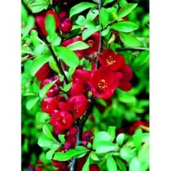 Japansk Kvæde 'Crimson And Gold' Chaenomeles Hyb. 'Crimson And Gold' 3,5 Liter Potte -Osmo Salgsbutik fi14255 chaenomeles hyb crimson and gold 4701