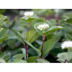 Rødgrenet Kornel 'Sibirica' Cornus Alba 'Sibirica' Barrods,- 1 års (0/1) 50-80 Cm. -Osmo Salgsbutik fi14314 cornus alba sibirica 9caf