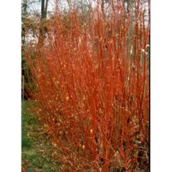 Rødgrenet Kornel 'Sibirica' Cornus Alba 'Sibirica' Barrods,- 1 års (0/1) 50-80 Cm. -Osmo Salgsbutik fi14314 cornus alba sibirica add9