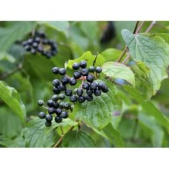 Rød Kornel Cornus Sanguinea Solitær Busk 150-200 Cm. - Med Klump 7 Rød Kornel Cornus Sanguinea Solitær Busk 150-200 Cm. - Med Klump -Osmo Salgsbutik fi14328 cornus sanguinea 1268