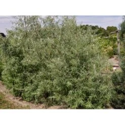 Smalbladet Sølvblad Elaeagnus Angustifolia Solitær Busk 125-150 Cm., Med Klump -Osmo Salgsbutik fi14582 elaeagnus angustifolia 0be2