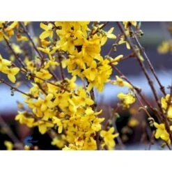 Vårguld 'Lynwood' Forsythia Intermedia 'Lynwood' Barrods,- 2 års (0/2) 50-80 Cm. -Osmo Salgsbutik fi14870 forsythia intermedia lynwood 0af1