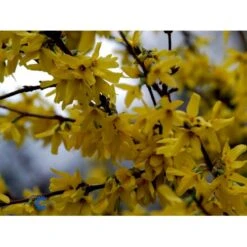 Vårguld 'Lynwood' Forsythia Intermedia 'Lynwood' Barrods,- 2 års (0/2) 50-80 Cm. -Osmo Salgsbutik fi14870 forsythia intermedia lynwood 476a