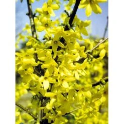 Vårguld 'Lynwood' Forsythia Intermedia 'Lynwood' Barrods,- 2 års (0/2) 50-80 Cm. -Osmo Salgsbutik fi14870 forsythia intermedia lynwood 5caa