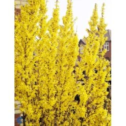 Vårguld 'Lynwood' Forsythia Intermedia 'Lynwood' Barrods,- 2 års (0/2) 50-80 Cm. -Osmo Salgsbutik fi14870 forsythia intermedia lynwood 8bb7