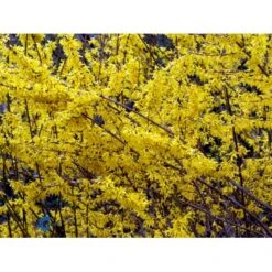 Vårguld 'Lynwood' Forsythia Intermedia 'Lynwood' Barrods,- 2 års (0/2) 50-80 Cm. -Osmo Salgsbutik fi14870 forsythia intermedia lynwood eb07
