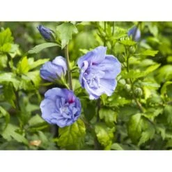 Syrisk Rose 'Blue Chiffon' Hibiscus Syriacus 'Blue Chiffon' Potte 4,0 Liter,- 50-60 Cm. 13 Syrisk Rose 'Blue Chiffon' Hibiscus Syriacus 'Blue Chiffon' Potte 4,0 Liter,- 50-60 Cm. -Osmo Salgsbutik fi14996 hibiscus syriacus blue chiffon 44a7
