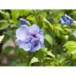 Syrisk Rose 'Blue Chiffon' Hibiscus Syriacus 'Blue Chiffon' Potte 4,0 Liter,- 50-60 Cm. 12 Syrisk Rose 'Blue Chiffon' Hibiscus Syriacus 'Blue Chiffon' Potte 4,0 Liter,- 50-60 Cm. -Osmo Salgsbutik fi14996 hibiscus syriacus blue chiffon aa4a