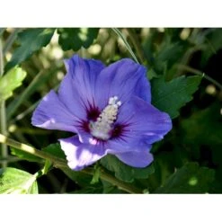 Syrisk Rose 'Marina' Hibiscus Syriacus 'Marina' Potte 4,0 Liter,- 50-60 Cm. -Osmo Salgsbutik fi15012 hibiscus syriacus marina 5337