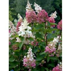 Syrén-Hortensia 'Pinky-Winky' ® Hydrangea Paniculata 'Pinky-winky' ® Potte 4,0 Liter,- 40-50 Cm. 22 Syrén-Hortensia 'Pinky-Winky' ® Hydrangea Paniculata 'Pinky-winky' ® Potte 4,0 Liter,- 40-50 Cm. -Osmo Salgsbutik fi15201 hydrangea paniculata pinky winky 007d
