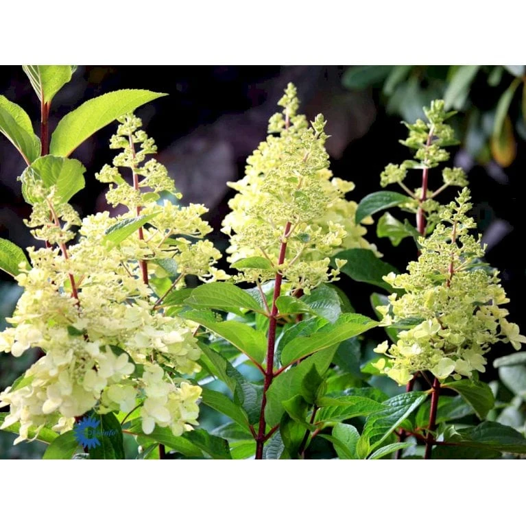 Syrén-Hortensia 'Pinky-Winky' ® Hydrangea Paniculata 'Pinky-winky' ® Potte 4,0 Liter,- 40-50 Cm. 11 Syrén-Hortensia 'Pinky-Winky' ® Hydrangea Paniculata 'Pinky-winky' ® Potte 4,0 Liter,- 40-50 Cm. - Billede 9