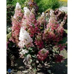 Syrén-Hortensia 'Pinky-Winky' ® Hydrangea Paniculata 'Pinky-winky' ® Potte 4,0 Liter,- 40-50 Cm. 23 Syrén-Hortensia 'Pinky-Winky' ® Hydrangea Paniculata 'Pinky-winky' ® Potte 4,0 Liter,- 40-50 Cm. -Osmo Salgsbutik fi15201 hydrangea paniculata pinky winky f9a8