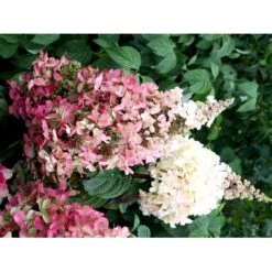 Syrén-Hortensia 'Pinky-Winky' ® Hydrangea Paniculata 'Pinky-winky' ® Potte 4,0 Liter,- 40-50 Cm. 20 Syrén-Hortensia 'Pinky-Winky' ® Hydrangea Paniculata 'Pinky-winky' ® Potte 4,0 Liter,- 40-50 Cm. -Osmo Salgsbutik fi15201 hydrangea paniculata pinky winky fe50
