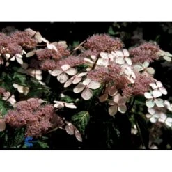 Japansk Hortensia 'Bluebird' Hydrangea Serrata 'Bluebird' 3,5 Liter Potte 8 Japansk Hortensia 'Bluebird' Hydrangea Serrata 'Bluebird' 3,5 Liter Potte -Osmo Salgsbutik fi15219 hydrangea serrata bluebird 922a