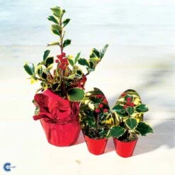 Kristtorn Ilex Aquifolium Med Klump,- 150-175 Cm. -Osmo Salgsbutik fi15282 ilex aquifolium 18e9