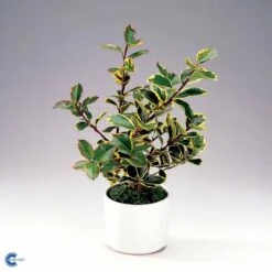 Kristtorn Ilex Aquifolium Med Klump,- 150-175 Cm. -Osmo Salgsbutik fi15282 ilex aquifolium 7443
