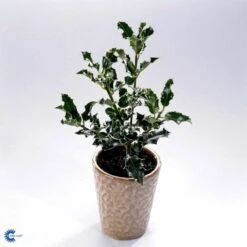 Kristtorn Ilex Aquifolium Med Klump,- 150-175 Cm. -Osmo Salgsbutik fi15282 ilex aquifolium 791e