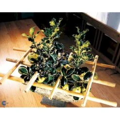 Kristtorn Ilex Aquifolium Med Klump,- 150-175 Cm. -Osmo Salgsbutik fi15282 ilex aquifolium 87e7