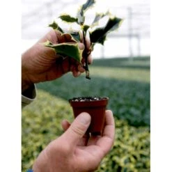 Kristtorn Ilex Aquifolium Med Klump,- 150-175 Cm. -Osmo Salgsbutik fi15282 ilex aquifolium f30e