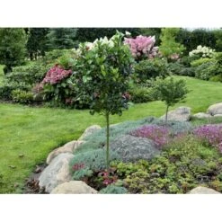 Kristtorn 'Blue Maid' Ilex Meserveae 'Blue Maid' Opstammet 90 Cm. 10 Liter Potte -Osmo Salgsbutik fi15328 ilex meserveae blue maid 029c