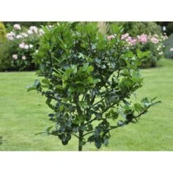 Kristtorn 'Blue Maid' Ilex Meserveae 'Blue Maid' Opstammet 90 Cm. 10 Liter Potte -Osmo Salgsbutik fi15328 ilex meserveae blue maid 5476