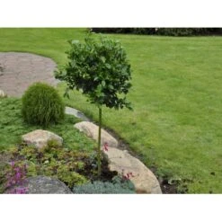 Kristtorn 'Blue Prince' Ilex Meserveae 'Blue Prince' Med Klump,- 125-150 Cm. -Osmo Salgsbutik fi15329 ilex meserveae blue prince 60d5