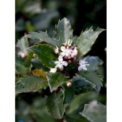 Kristtorn 'Blue Prince' Ilex Meserveae 'Blue Prince' Med Klump,- 125-150 Cm. -Osmo Salgsbutik fi15329 ilex meserveae blue prince f98d