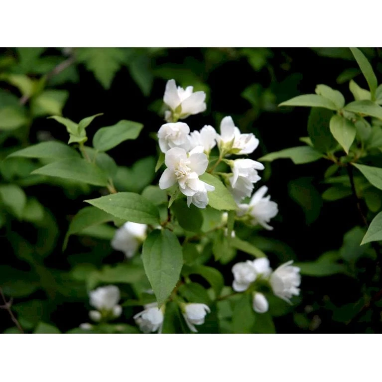 Uægte Jasmin 'Manteau D'Hermine' Philadelphus 'Manteau D'Hermine' Potte 4,0 Liter,- 30-40 Cm. 3 Uægte Jasmin 'Manteau D'Hermine' Philadelphus 'Manteau D'Hermine' Potte 4,0 Liter,- 30-40 Cm.