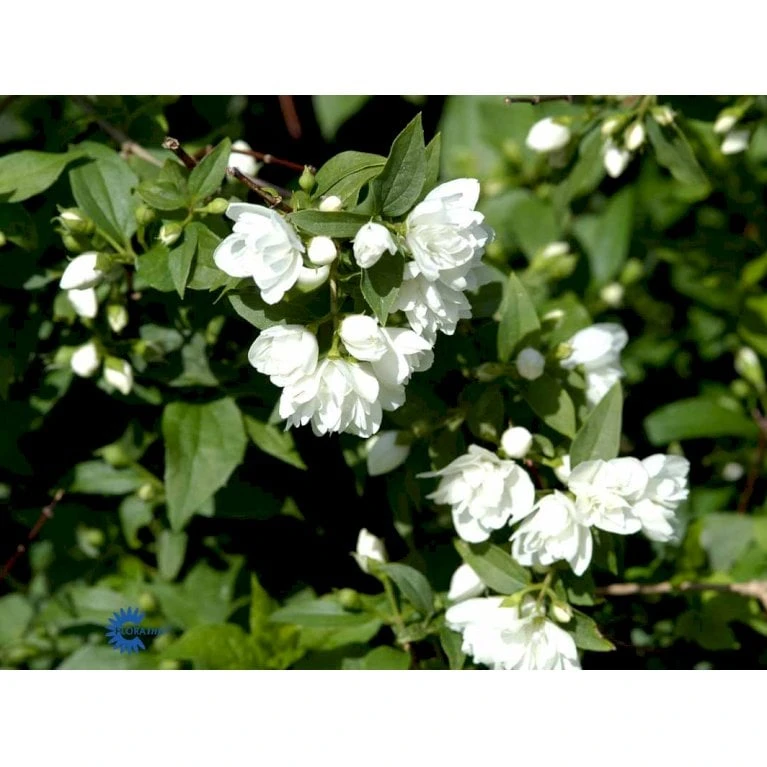 Uægte Jasmin 'Manteau D'Hermine' Philadelphus 'Manteau D'Hermine' Potte 4,0 Liter,- 30-40 Cm. 5 Uægte Jasmin 'Manteau D'Hermine' Philadelphus 'Manteau D'Hermine' Potte 4,0 Liter,- 30-40 Cm. - Billede 3
