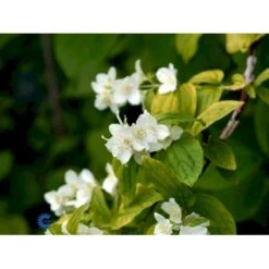 Uægte Jasmin 'Aureus' Philadelphus Coronarius 'Aureus' 5 Liter Potte -Osmo Salgsbutik fi15622 philadelphus coronarius aureus 451c