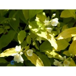 Uægte Jasmin 'Aureus' Philadelphus Coronarius 'Aureus' 5 Liter Potte -Osmo Salgsbutik fi15622 philadelphus coronarius aureus dd59