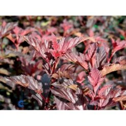 Blærespiræa 'Diable D'Or'® Physocarpus Opulif. 'Diable D'Or'® 5 Liter Potte -Osmo Salgsbutik fi15667 physocarpus opulif diablo d or ce58
