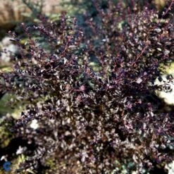 Blærespiræa 'Little Devil' Physocarpus Opulif. 'Little Devil' (r) 3,5 Liter Potte -Osmo Salgsbutik fi15668 physocarpus opulif little devil r 54c2