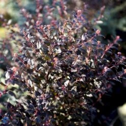 Blærespiræa 'Little Devil' Physocarpus Opulif. 'Little Devil' (r) 3,5 Liter Potte -Osmo Salgsbutik fi15668 physocarpus opulif little devil r b91f