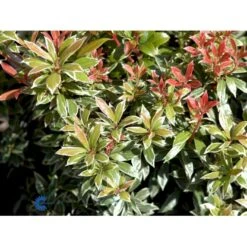 Pieris 'Little Heath' Pieris Japonica 'Little Heath' 2 Liter Potte -Osmo Salgsbutik fi15699 pieris japonica little heath 3472