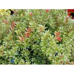 Pieris 'Little Heath' Pieris Japonica 'Little Heath' 2 Liter Potte -Osmo Salgsbutik fi15699 pieris japonica little heath 427a