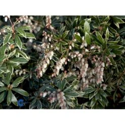 Pieris 'Little Heath' Pieris Japonica 'Little Heath' 2 Liter Potte -Osmo Salgsbutik fi15699 pieris japonica little heath f1da