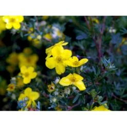 Gul Buskpotentil 'Goldfinger' Potentilla Fruticosa 'Goldfinger' Plug + 2 års, 30-50 Cm. -Osmo Salgsbutik fi15811 potentilla fruticosa goldfinger 0a75